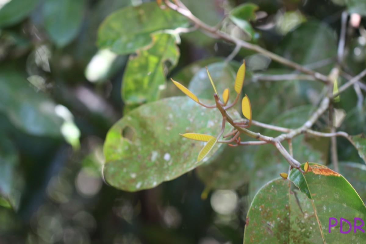 Stemonoporus kanneliyensis Kosterm.